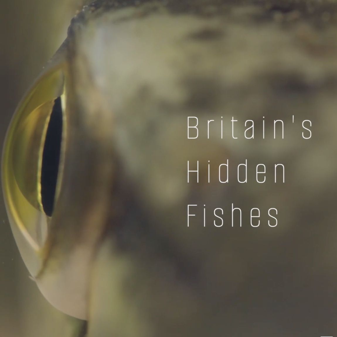 Britain's Hidden Fishes : Film ,Talk & Q&A From Jack Perks