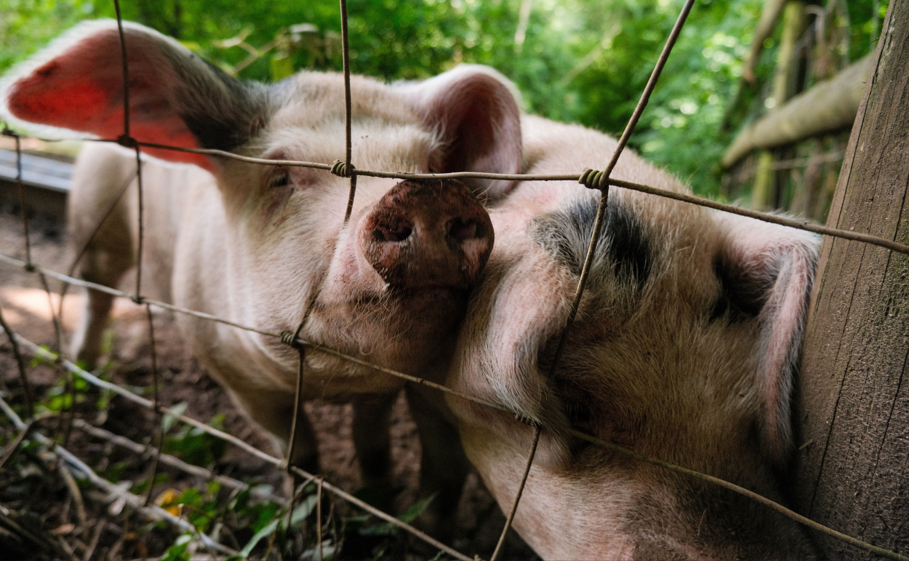 Grain to Grub: Stroud Brewery helps to keep community pigs well fed